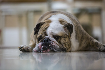 Entry image for Miles. Clicking this image will show a larger photo