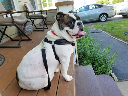 Entry image for Charlie Brown . Clicking this image will show a larger photo