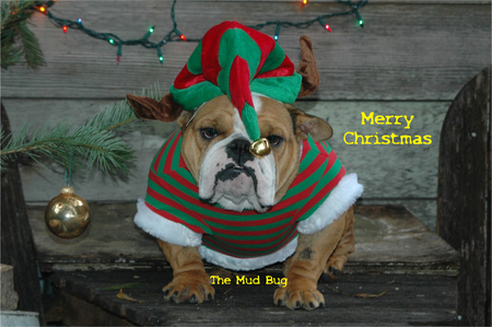 Entry image for The Mud Bug   (aka Punkin). Clicking this image will show a larger photo