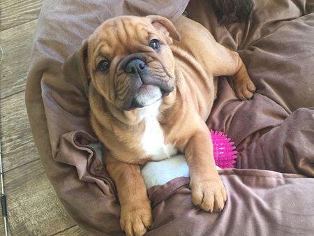 Entry image for Miss Chubby. Clicking this image will show a larger photo