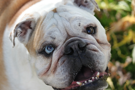 Entry image for Winston Ace. Clicking this image will show a larger photo