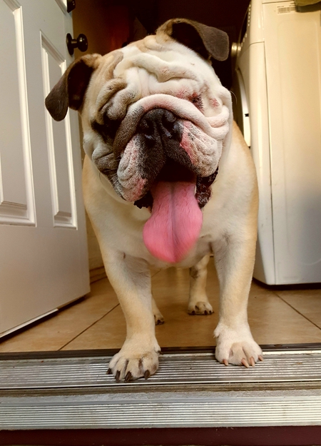 Entry image for Louie. Clicking this image will show a larger photo