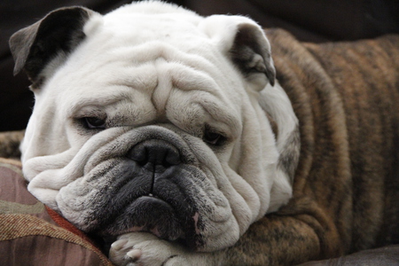 Entry image for Frank. Clicking this image will show a larger photo