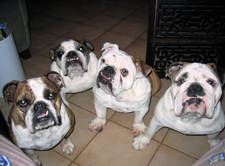 Entry image for Hazel, Max, Charlie, and Riley. Clicking this image will show a larger photo