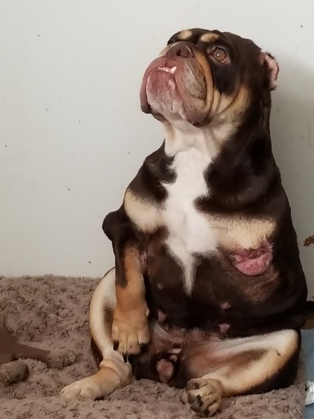 Entry image for Bunny. Clicking this image will show a larger photo