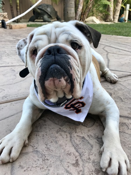 Entry image for Posey. Clicking this image will show a larger photo