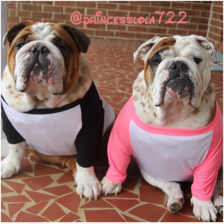 Entry image for Lola. Clicking this image will show a larger photo