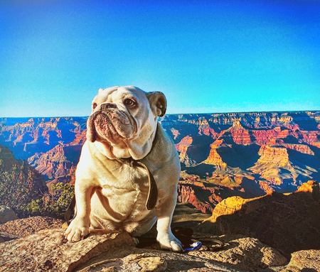 Entry image for Vito. Clicking this image will show a larger photo