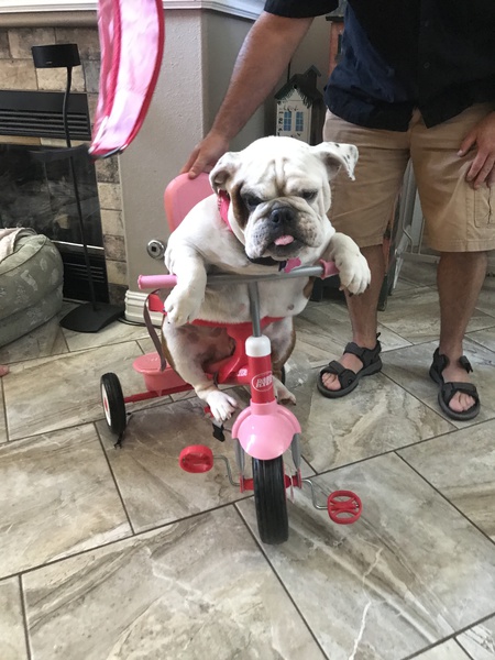 Entry image for Rosie. Clicking this image will show a larger photo