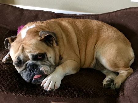 Entry image for Lola Mae. Clicking this image will show a larger photo