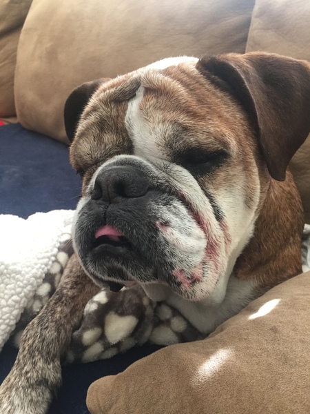 Entry image for Meatloaf . Clicking this image will show a larger photo