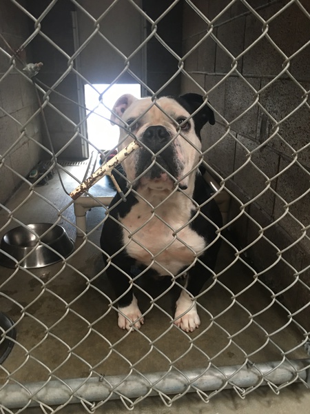 Entry image for Po, aka Panda and Otis. Clicking this image will show a larger photo