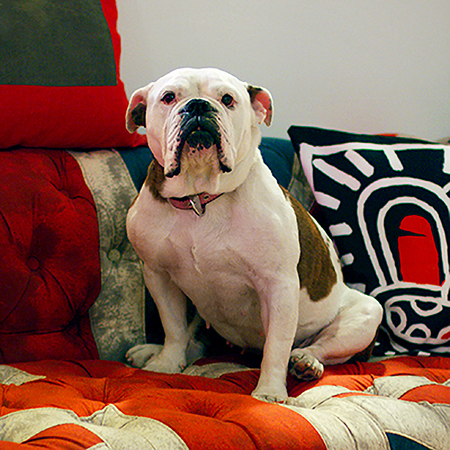 Entry image for Poppy . Clicking this image will show a larger photo