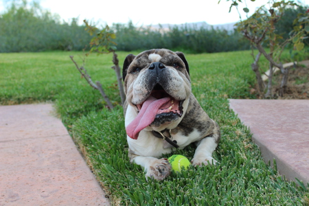 Entry image for Hemingway . Clicking this image will show a larger photo