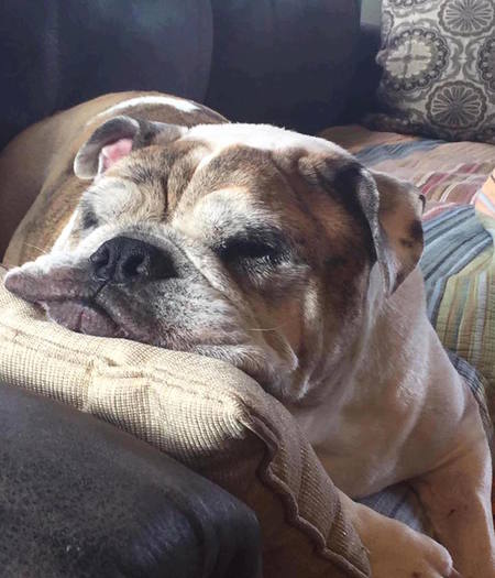 Entry image for Basil. Clicking this image will show a larger photo