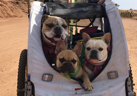 Entry image for Sweet Pea, Monkey & Franc. Clicking this image will show a larger photo