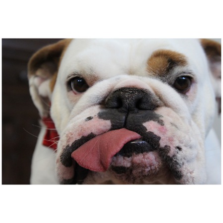 Entry image for Dottie. Clicking this image will show a larger photo