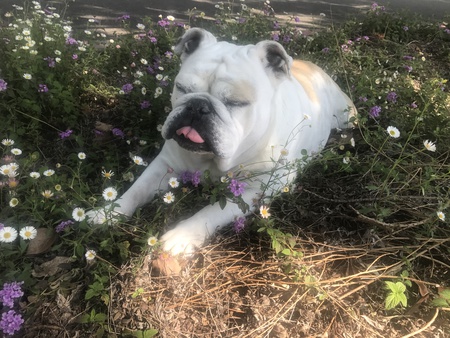 Entry image for Isis aka "Pizzle". Clicking this image will show a larger photo