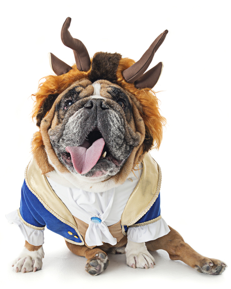 Entry image for Bentley the Beast. Clicking this image will show a larger photo