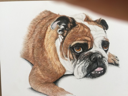 Entry image for Petunia. Clicking this image will show a larger photo