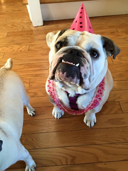 Entry image for Violet. Clicking this image will show a larger photo