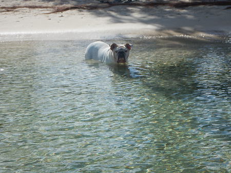 Entry image for Bauce. Clicking this image will show a larger photo