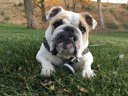 Entry image for Tucker. Clicking this image will show a larger photo