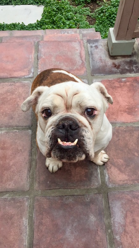 Entry image for Casper. Clicking this image will show a larger photo