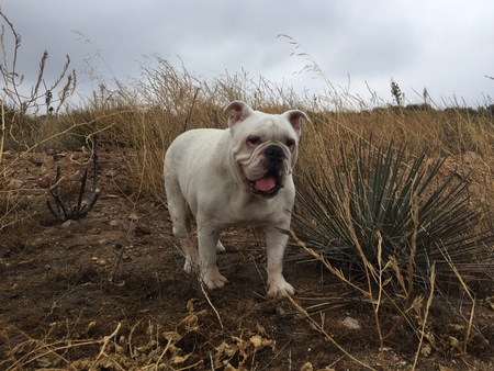 Entry image for Biff. Clicking this image will show a larger photo