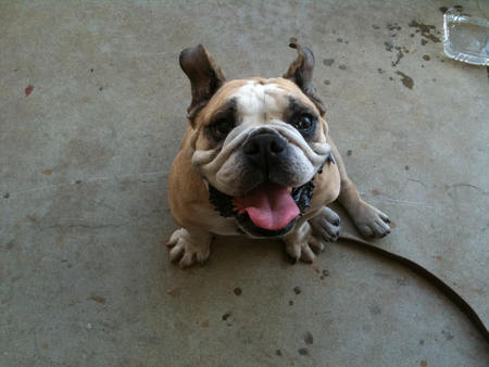 Entry image for Freddie. Clicking this image will show a larger photo