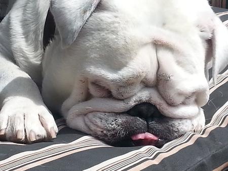 Entry image for ZIGGY. Clicking this image will show a larger photo