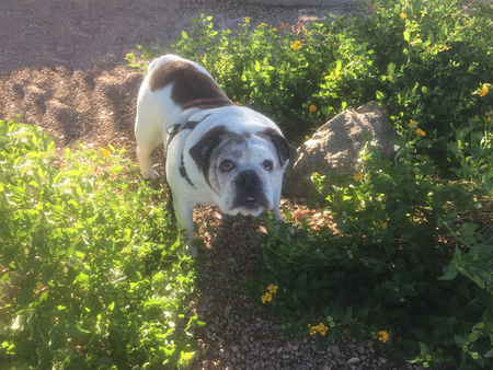 Entry image for Marshmallow. Clicking this image will show a larger photo