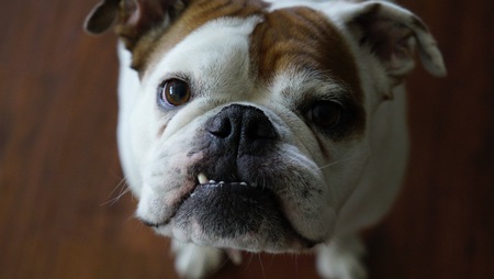 Entry image for Eva. Clicking this image will show a larger photo