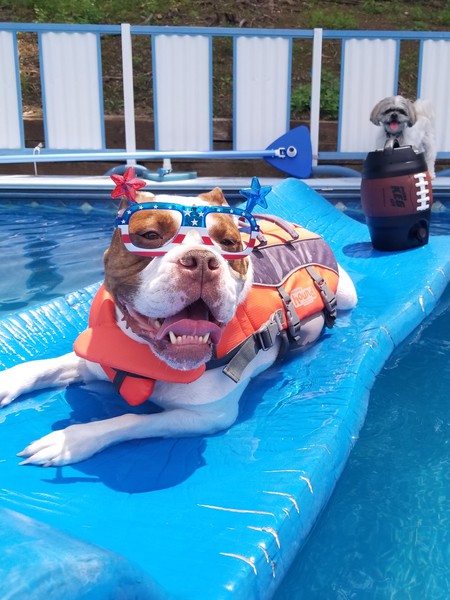 Entry image for Meatball. Clicking this image will show a larger photo