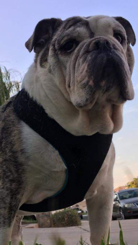 Entry image for Ruckus. Clicking this image will show a larger photo