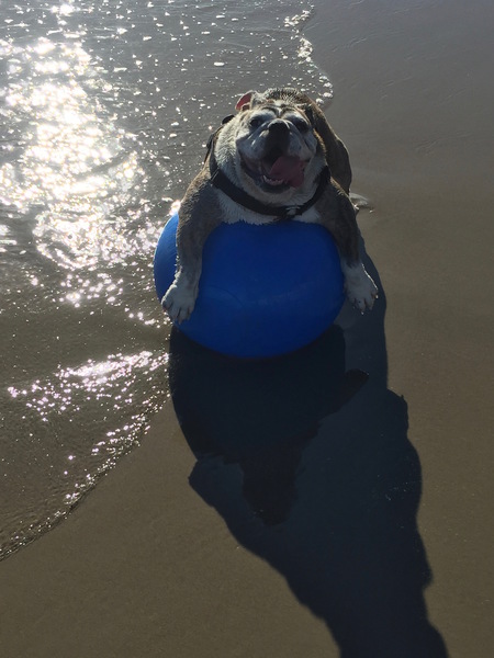 Entry image for Cali. Clicking this image will show a larger photo