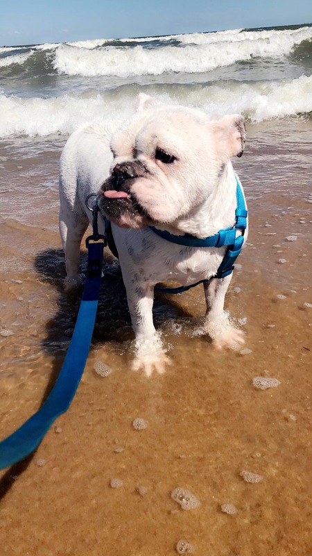 Entry image for Marshmallow. Clicking this image will show a larger photo