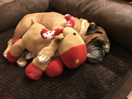 Entry image for 'Frannie' (Marquesa Francesca Chumley-Puffernutter). Clicking this image will show a larger photo