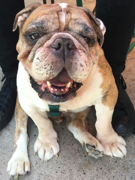 Entry image for Tony (formerly Memphis) . Clicking this image will show a larger photo