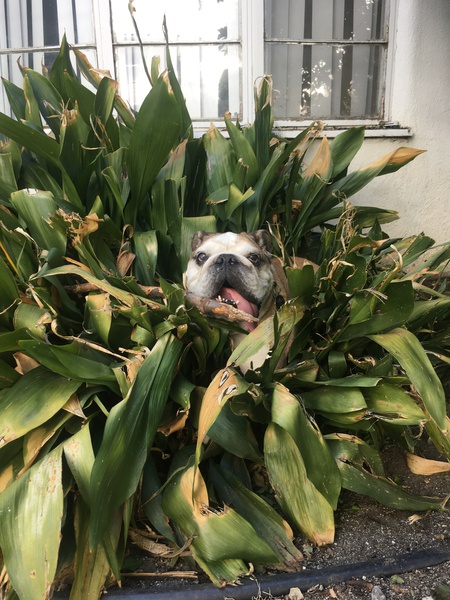 Entry image for Roscoe . Clicking this image will show a larger photo