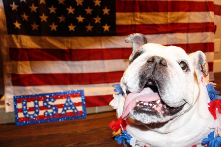 Entry image for Woogie. Clicking this image will show a larger photo