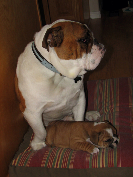 Entry image for Brutus and Izzy. Clicking this image will show a larger photo