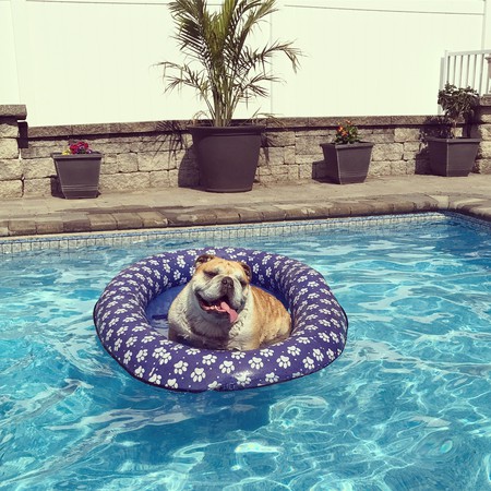 Entry image for Dozer. Clicking this image will show a larger photo