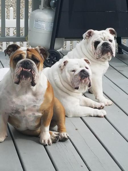Entry image for The Balcer Crew (Bella, Gertie, and Wilbur) . Clicking this image will show a larger photo