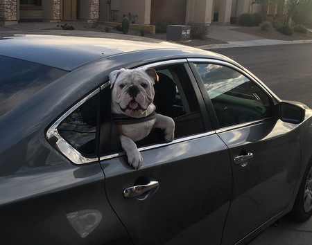 Entry image for Smalls the bully. Clicking this image will show a larger photo