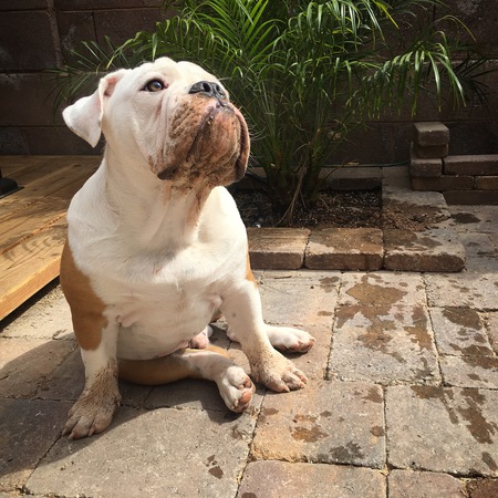 Entry image for Smalls the bully. Clicking this image will show a larger photo