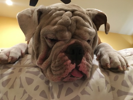 Entry image for Smalls the bully. Clicking this image will show a larger photo