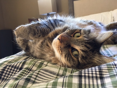 Missy