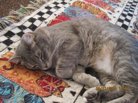 Cleo