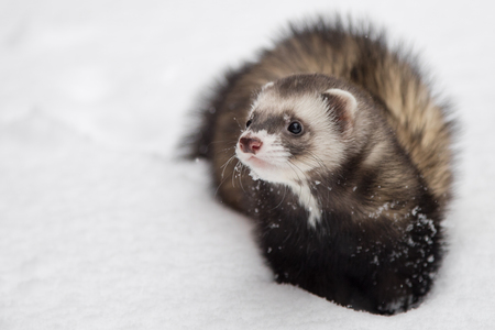 "Tiny Otter" the ferret